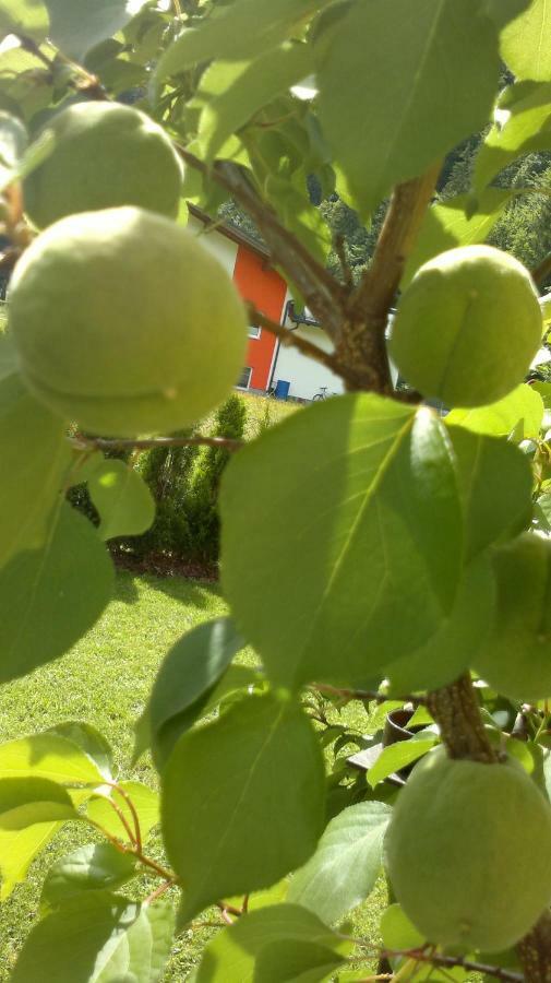 Appartement Erlbacher Lungötz エクステリア 写真